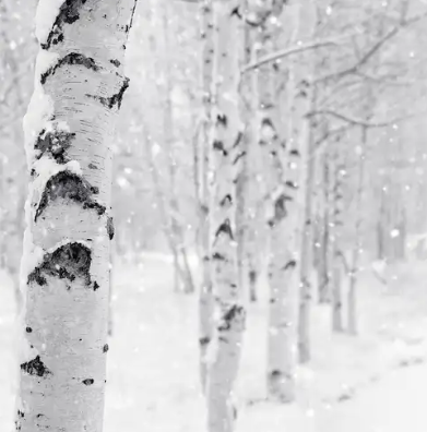 Wax Melts - Variety of Scents Available