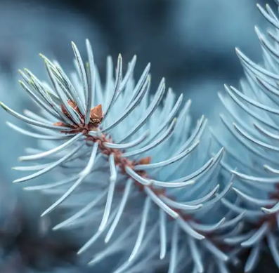 Wax Melts - Variety of Scents Available