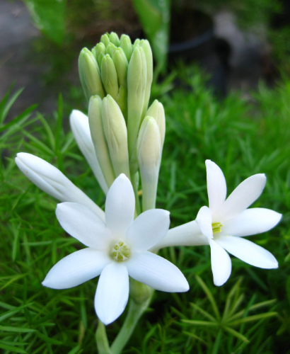 GARDENIA TUBEROSE