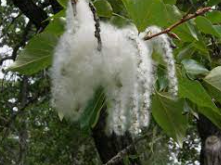 COTTON TREE